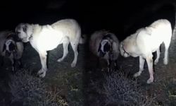 Kangal köpeğinin vefası hayran bıraktı