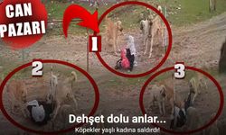 Köpek dehşeti! Medine Teyze'yi parçalayacaklardı!