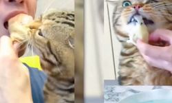 'Garfield kedi' her şeyi yedi!