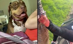 Pitbull, testislerini kopardı! Sonu uyutulmak oldu