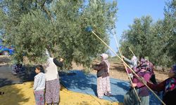 4 bin 500 ton zeytin!.. Mudanya'da rekolte düşük