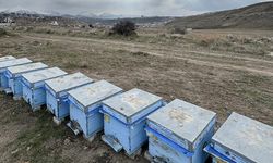 Kışa "yorgun" giren arılardaki kayıplar üreticileri endişelendiriyor