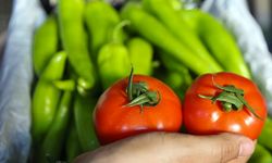 İhracat gelirinin dörtte biri domates, biber ve hıyardan