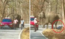 Turistlerin selfie merakı, fili öfkelendirdi! Ölümcül kovalamaca