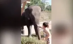 Dilendirilen fil sahibini ezerek öldürdü!