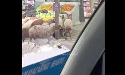 Koyunlar markete daldı!