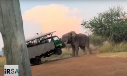 Safaride kabus! Öfkeli fil, dehşeti yaşattı