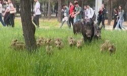 Ege Üniversitesi'ni domuzlar bastı!