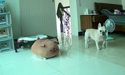 Tayvan’daki 7,4 büyüklüğündeki depremi önceden hisseden köpeğin o anları…