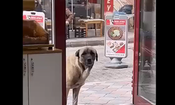 Lokantanın önüne giderek yemek bekleyen sokak köpeğinin sevimli halleri…