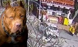İstanbul'un göbeğinde pitbull dehşeti! O anlar kameraya yansıdı