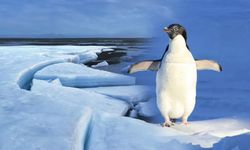 Antartika SOS veriyor! Binlerce penguen ölüyor