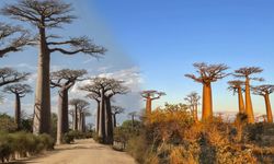 Bilim insanları şaşkın! 'Hayat ağaçları' 21 milyon yaşında