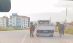Bursa'da tepki çeken görüntü: Atları aracın arkasına bağlayıp koşturdu