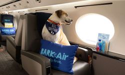 Köpeklere 4 bin dolardan başlayan lüks hava yolu yapıldı: Bark Air