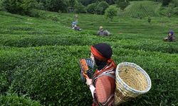 Çay bahçelerine her yıl 10'da 1 oranında gençleştirme budaması yapılacak