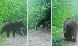 Boz ayı bahara dayanamadı! Ormanda gezintiye çıktı