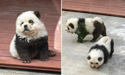 Köpekleri boyayıp panda diye sergilediler