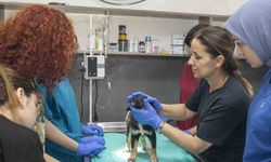 Veteriner sağlık teknikerliği öğrencileri hayvan bakımevinde staj görüyor