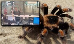 Tarantula ve akrep kaçakçılığı yapan müdür böyle yakalandı