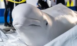 Ukrayna'daki savaştan kaçan beyaz balinalar İspanya'ya gitti
