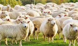Sürü psikolojisi katliamı: 28 koyun telef oldu!