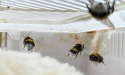 Antalya'dan getirilen arılarla üretiminin artırılması hedefleniyor
