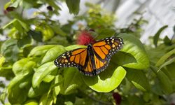 Kral kelebeği bulunduğu Kelebek Bahçesi'ne değer katıyor