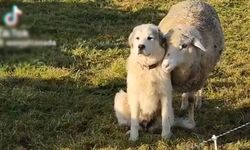 Koyun ile köpeğin aşkı mest etti