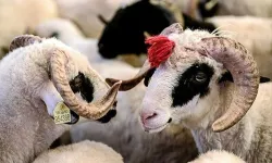 Diyanetten uyarı: O kurbanlar geçersiz