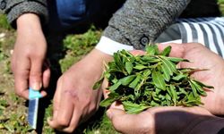 Türkülere konu olan ’madımak’ tüm dünyaya şifa olacak