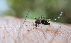Sivrisinekler neden bazılarımızı daha fazla ısırıyor?