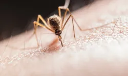 Sivrisineklerden kurtulma yolları nelerdir?