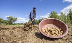 Tunceli'nin köylerinde üreticiler patates ekim mesaisinde