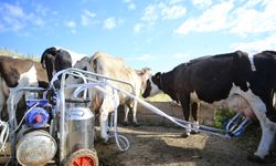 Köyün süt üretimi 5 yılda yaklaşık iki kat arttı