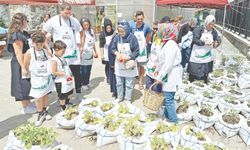 Atalık tohumlar Ayvansaray Bahçe'de hayat buldu