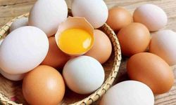 Yumurtanın sarısı, Alzheimer'a karşı etkili!