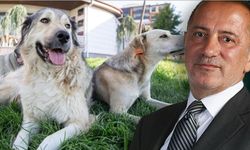 Fatih Altaylı'dan ilginç iddia: 'AK Parti’nin hedefi köpekler falan değil'