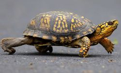 Kanoyla kaplumbağa kaçırmaya çalıştı Polisler tarafından tutuklandı