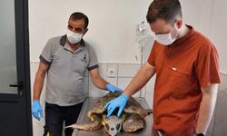 İzmir'de kıyıya vuran caretta caretta tedavi altına alındı