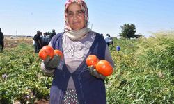Gaziantep’te kadınların domates hasadı başladı