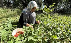 Asırlık İmoş nine bahçesinden kopamıyor