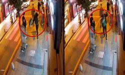 Köpeklere saldıran kedi, esnafın kabusu oldu