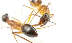Karıncalar yaralı arkadaşlarının uzuvlarını kesiyor! Bu sayede hayatlarını kurtarıyorlar! (