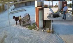 Hatay’da mazgal hırsızlığı: At arabalı hırsızlar saniyeler içinde çaldı