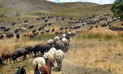 Muş'ta göçerlerin yayla mesaisi sürüyor