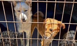 SON DAKİKA | Sokak hayvanları düzenlemesi: Kanun teklifi komisyonda kabul edildi