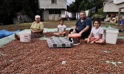 Samsun'da fındık mesaisi devam ediyor