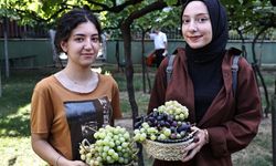 Bağcılar'da bağ bozumu zamanı