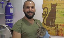 Kedi virüsü gebeliği sonlandırabilir